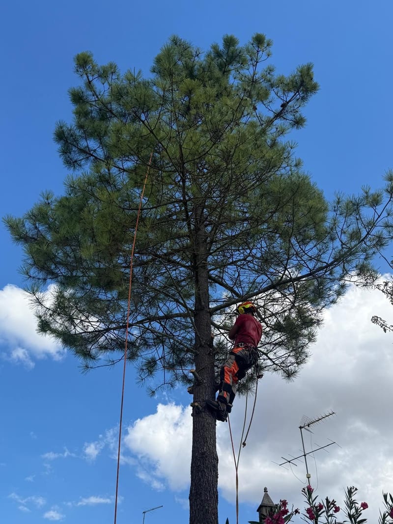 Poda de pinheiro manso em escalada